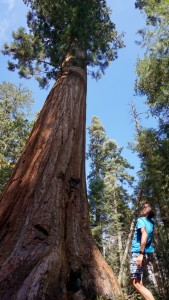 Der erste Sequoia