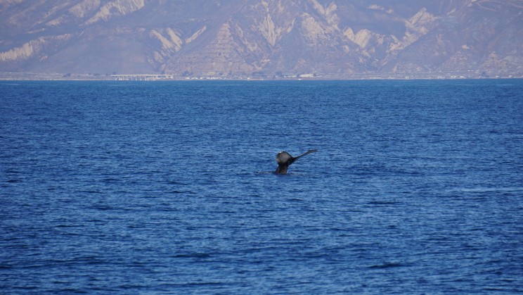Einer der 3 Buckelwale