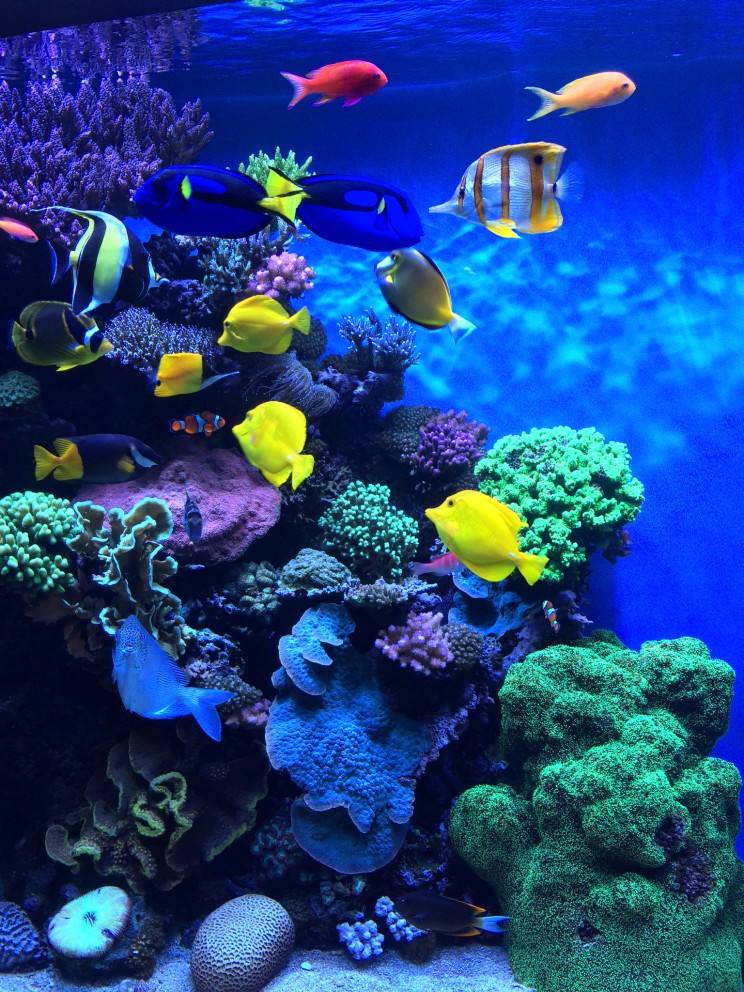 Findet Nemo😉 - Leben im Korallenriff