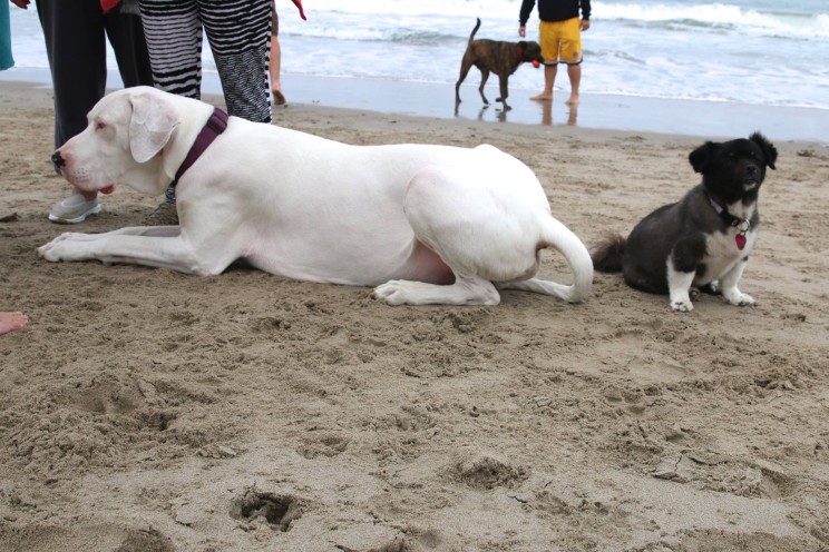 Odin mit kleinsten Hundedame unserer Strandtruppe Sadie