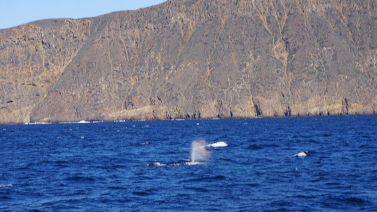 Ein Wal chillt vor Anacapa Island