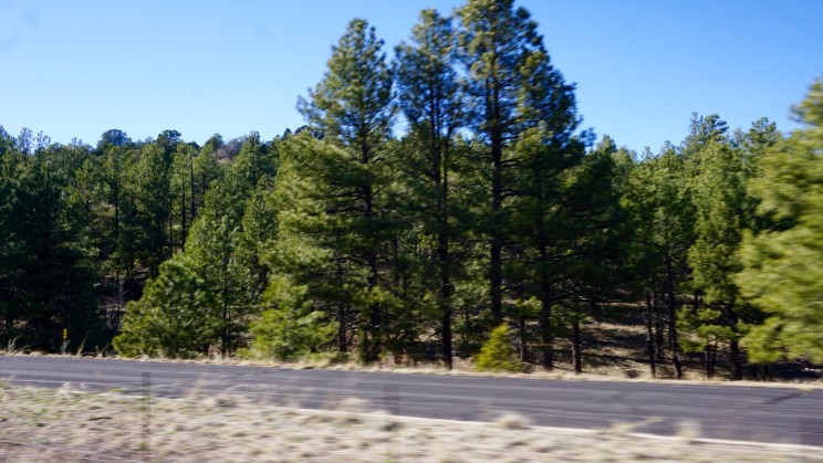 Grüne Wälder rund um Flagstaff