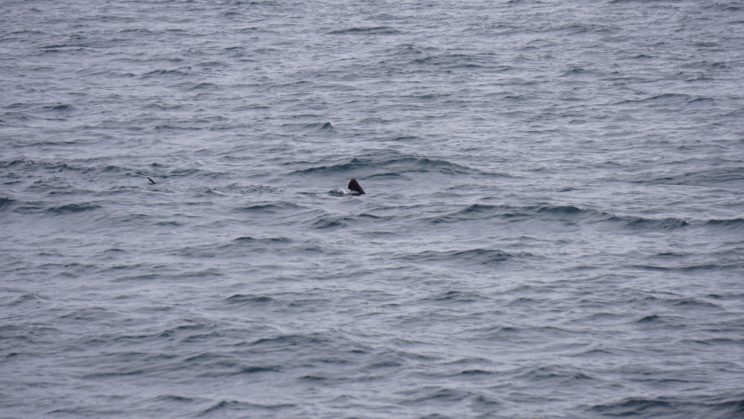 Rückenflosse vom Basking Shark