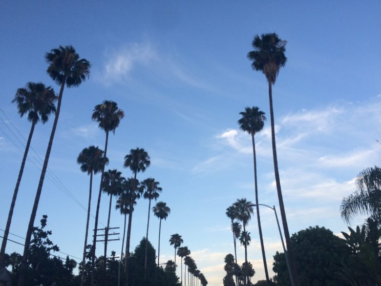 Beverly Hills mit den berühmten Palmen, die übrigens ursprünglich nicht dort wachsen sondern alle gepflanzt wurden