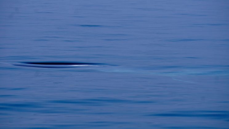 Blauwal erklärt seinen Namen