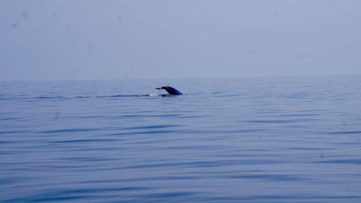 Blauwal beim Abtauchen 